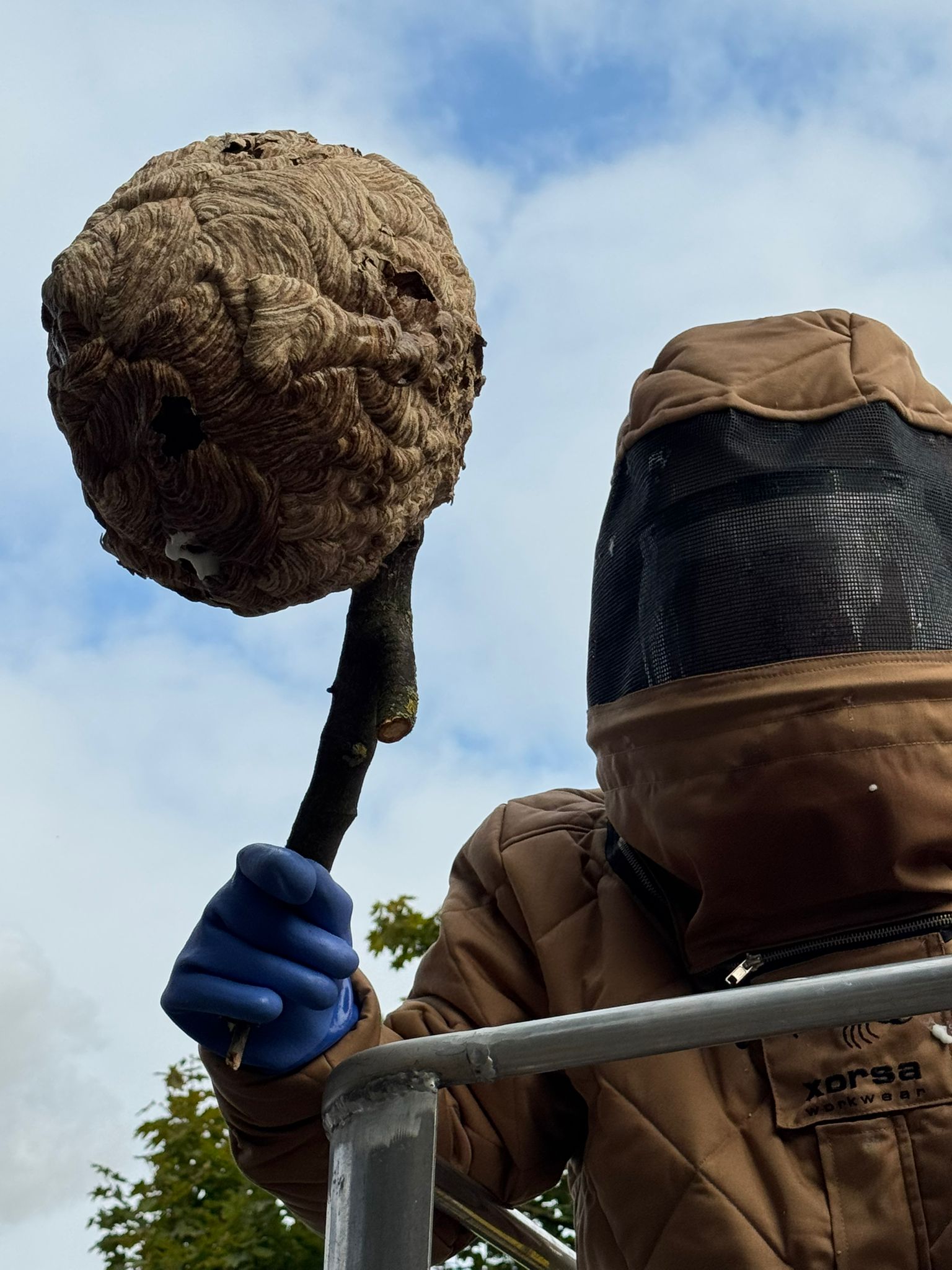abalin Mitarbeiter in Vollschutzkleidung hält Nest der Asiatischen Hornisse an Stock